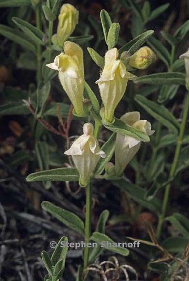 scutellaria californica 1 graphic